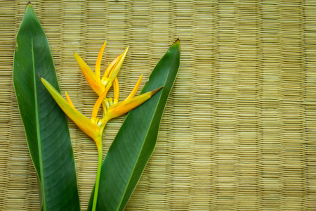 Yellow flowers wicker Texture, leaf green background.の写真素材