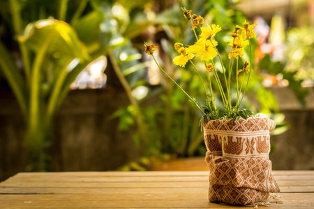 Yellow flowers, cotton, desktop, wrap, cotton, yellow.の写真素材