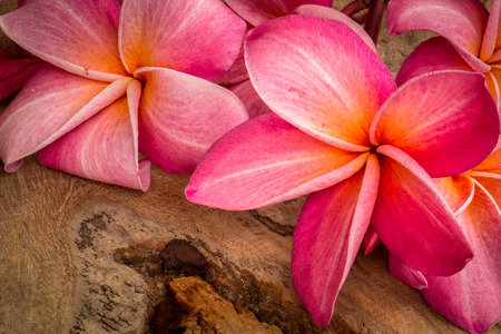 Flower, plumeria, flooring, textures, red flowers, beautiful plants.の写真素材