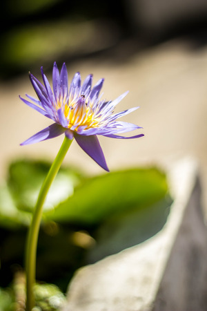 flower, water, outdoor, closeup, wet, blooming, aquatic, natural,の写真素材