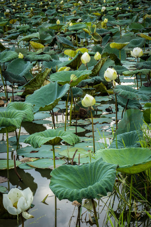 summer lake with water-lily flowers on blue waterの写真素材