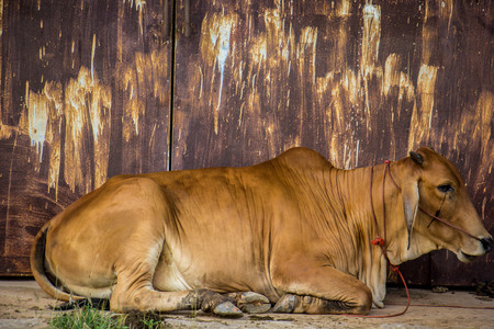 agriculture australia six brown cows in corral on cattle ranch pose for cameraの写真素材
