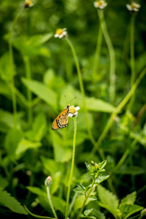 fly, green, white, flower, yellow, leaf, grass, black, macro, season, small, flora, wing,