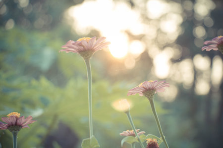 Vintage old flower backgrounds - vintage effect style picturesの写真素材