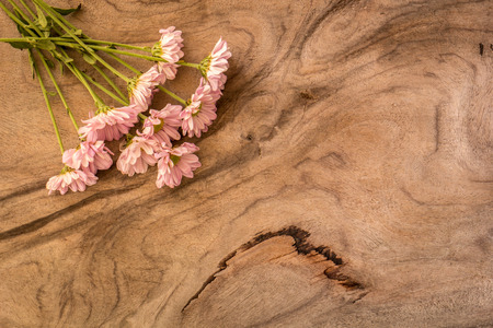 Pink Gerbera on the pink background close upの写真素材