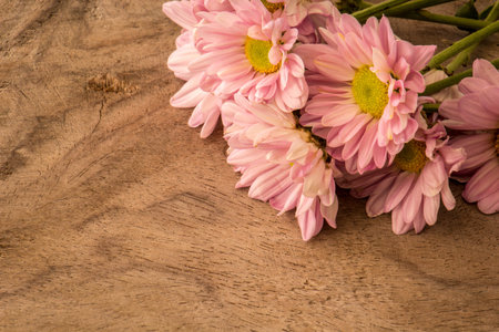 Pink Gerbera on the pink background close upの写真素材