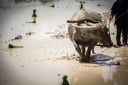 Plough with water buffalo, rice field Asiaの写真素材