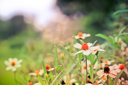 the vintage photo of White camomilesの写真素材