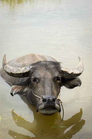the big buffalo, water buffalo,の写真素材
