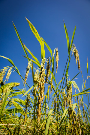 Rice field with blue skyの写真素材