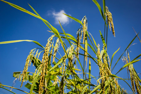 Rice field with blue sky