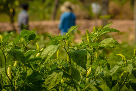 Plantations of peppers in the field. On a rowの写真素材