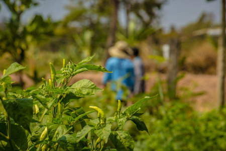 Plantations of peppers in the field. On a row