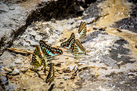butterflies swarm eats the minerals in the soilの写真素材