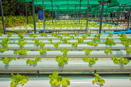 Organic hydroponic vegetable cultivation farmの写真素材