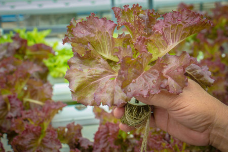Organic hydroponic vegetable cultivation farmの写真素材