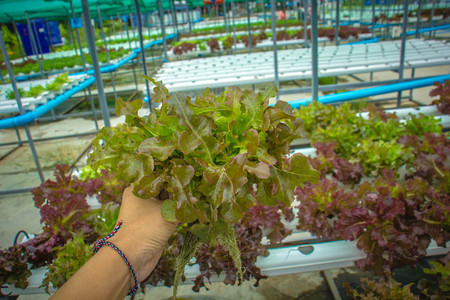 Organic hydroponic vegetable cultivation farmの写真素材