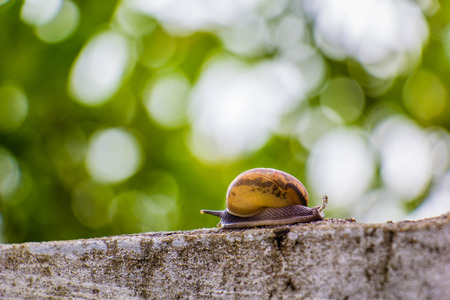 Snaile on the Concrete wall in macro close-up blurred backgroundの写真素材