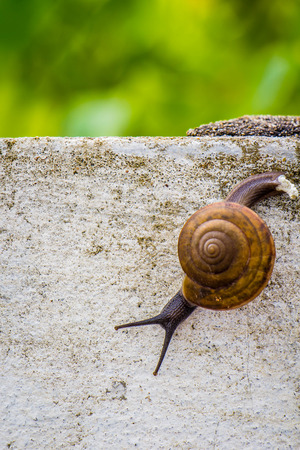 Snaile on the Concrete wall in macro close-up blurred backgroundの写真素材