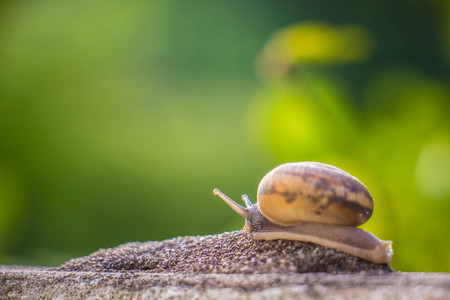 Snail on the Concrete wall in macro close-up Morning sun blurred backgroundの写真素材