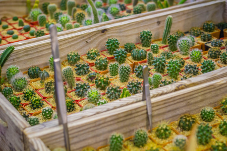 Small colorful cactus in container for planting.の写真素材