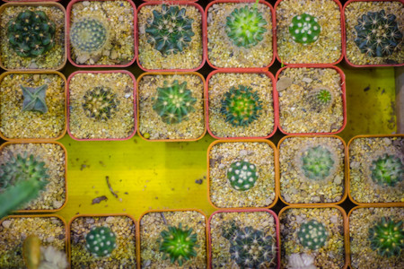 Small colorful cactus in container for planting.の写真素材