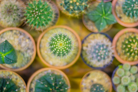 Small colorful cactus in container for planting.の写真素材