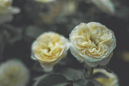 The sad vintage rose that is heartbroken.
