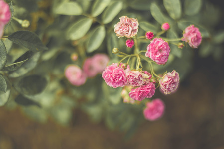 The sad vintage rose that is heartbroken.の写真素材