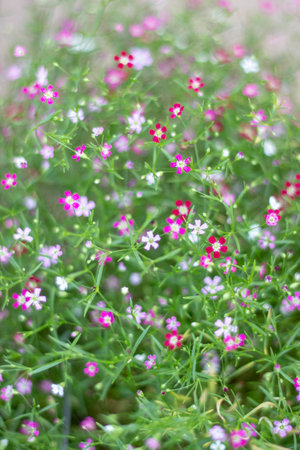 The picture of a pink flower garden with beautiful green blurの写真素材