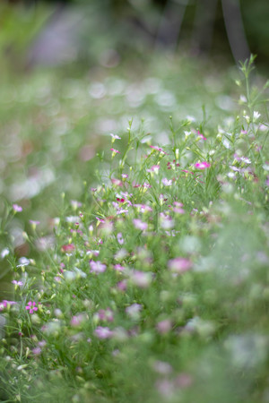 The picture of a pink flower garden with beautiful green blurの写真素材