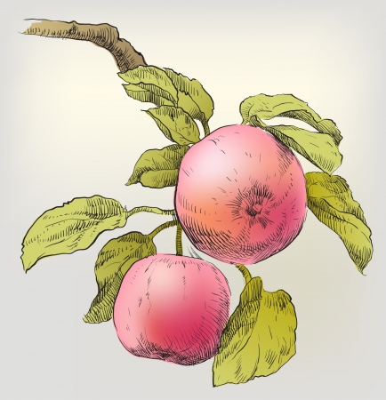 Hand drawing apples on apple tree branchのイラスト素材