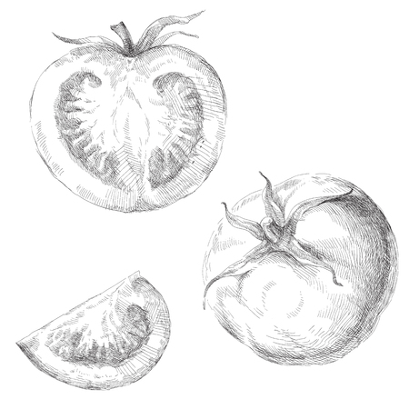Beauty set of hand drawn tomatoes. Vector illustration.のイラスト素材