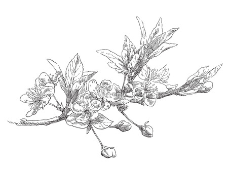 Beauty hand drawn illustration with flowers. Vector.のイラスト素材