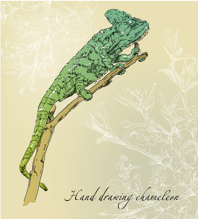 Beauty background with chameleon. Hand drawing illustration.のイラスト素材