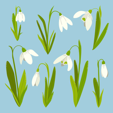 Set of snowdrops on blue background. Wild spring blooming flowers. flat vector illustrationのイラスト素材