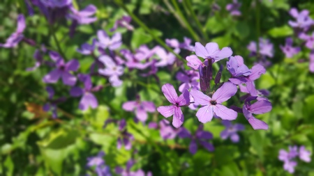 lilac flowers on the background of leavesの写真素材