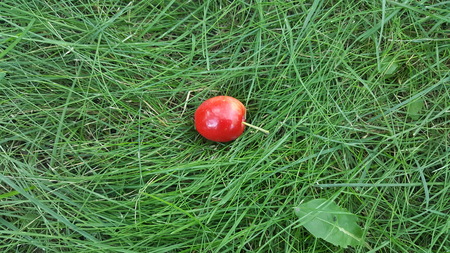 Paradise apples on the grassの写真素材