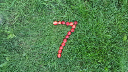 The figure 7 of the paradise apples on the grassの写真素材