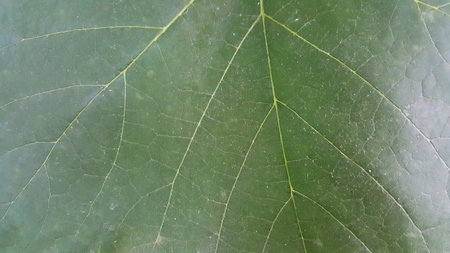 Green leaf close-up background