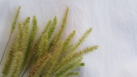 Light green spikelets on white clothの写真素材