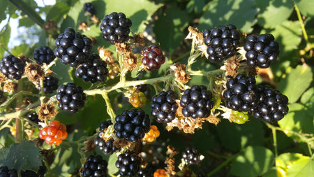 Blackberries on a background of leaves