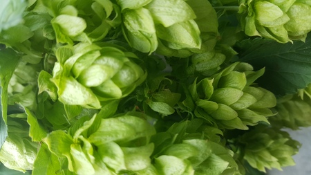 Hops cone green backgroundの写真素材