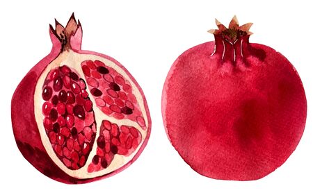 watercolor illustration. pomegranate fruit. objectsの写真素材