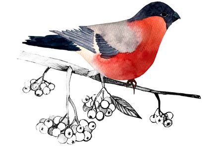 watercolor bullfinch and Rowan branch graphicsの写真素材