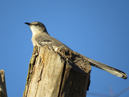 Northern Mockingbird Stretching Out His Tail