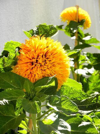 Decorative sunflower variety 'Teddy Bear'の写真素材