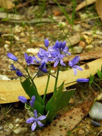 spring flowers in the forestの写真素材