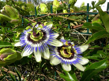 Passiflora star-shaped flowers close upの写真素材