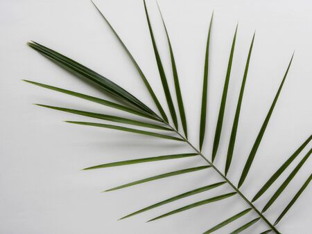 palm leaves on white backgroundの写真素材